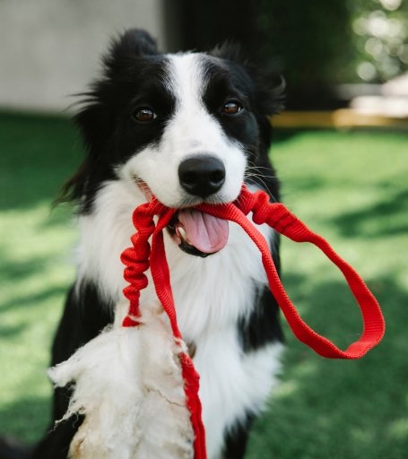 como puedes participar - pawsitive